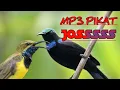 Download Lagu 🔴LIVE SUARA PIKAT SOGON VS KONIN BLACK SUNBIRD