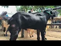Lagu 500 ribu!! Hitam Mulus Super Harga Murah !! Promo Tahun Baru !! Pasar Kambing Tuban 