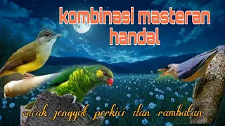 masteran handal cucak jenggot perkici dan jinjing petulak 