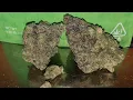Hash Burger Strain Review