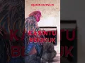 Download Lagu suara ayam hutan jantan bakikuk #shorts
