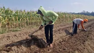 SATISFYING SOIL BED FORMING PROCESS FOR FARMING! - Agriculture farming