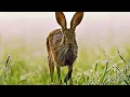 What s Up Doc The Evolution of Rabbits Hares and Pikas