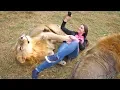 Download Тайган 2016. Поваляшки со львами. Гек, Чук и Ксюша. mp4 3gp mp3 videos - waplic