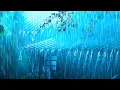 Lagu Overcome Insomnia to Sleep Deeply with Torrential Rain \u0026 Thunder Reverberating on a Tin Roof