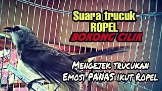 Download Suara Pancingan Ropel Bokong cilik MENGEJEK Lawan jadi emosi panas ikut ngropel MP3