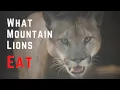 What Mountain Lions Eat The Cougar Prey List