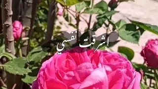 اشرقت نفسي بنورا من فؤادي ن ش يد 