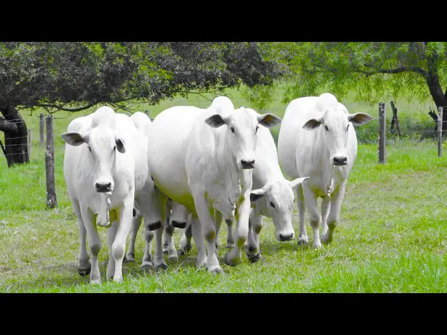 7 Matrizes Nelore Mocho P.A.