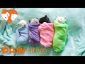 Siamese Kittens are Swaddled Purritos PAWsitive
