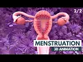 The Menstrual Cycle 3D Animation