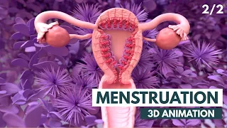 The Menstrual Cycle 3D Animation 2 2 