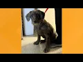 Pet on the set Meet Cheyenne the puppy