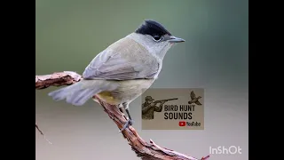 صوت عصفور التين٢٠٢٥ تسجيل طبيعي وواضح لأجمل أصوات الطيور 