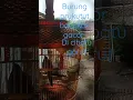 Download Lagu burung prukutut bangkok 9-1-2025