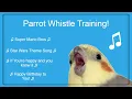 Lagu #Bird Whistle Training! Teach Your Bird / Parrot to Sing! 8 Hour Loop!