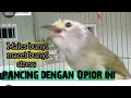 Download Lagu Opior Jawa pancingan gacor, Opior Jawa yang malas bunyi seketika Respon @ponirankwokchannel