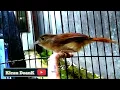 Download Lagu Burung Sulingan Jati || Pancingan Tledekan Jati