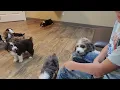County Fair Treats Aussiedoodles Vet Visit Big Personalities 5 Still Available