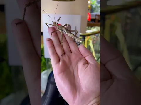 The evolution of the male of the world's largest leaf insect! #insect #bugs #rock_n_insectes