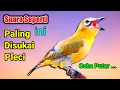 Lagu PLECI GACOR suara Ngalas! SUARA BURUNG PLECI gacor pancingan bikin PLECI BAHAN cepat ngalas ngerol..