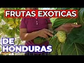 Conoce Las Frutas Exoticas de Honduras