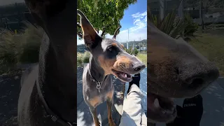 #fyp #dream #doberman #pets #youtube