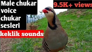 male chakor ki awaz male chakor sound voice calling chakor chukar muhammadali999