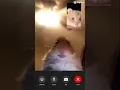 Hamster on FaceTime