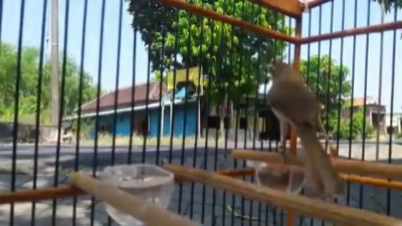 Burung ciblek gunung full ngeroll panjang lebar