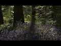 4K HDR Bluebell Woods - English Forest - Birds Singing - No Loop - Relaxing Nature Video & Sounds