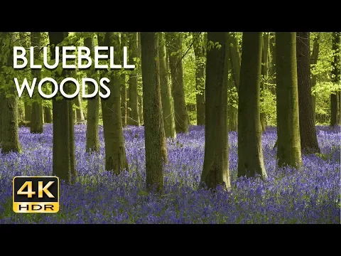 Download MP3 4K HDR Bluebell Woods - English Forest - Birds Singing - No Loop - Relaxing Nature Video & Sounds