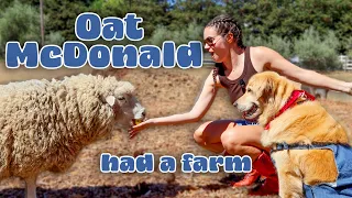oatmeal the dog spends a day on the farm