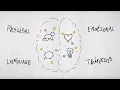 Baby Brain Growth and Development