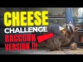 CHEESE CHALLENGE RACCOON VERSION
