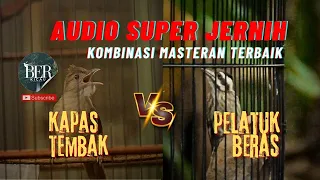 adu pukul masteran kapas tembak vs pelatuk beras 100 cepat masuk dimurai batu masteranjernih