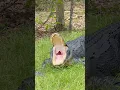 Big gator yawn