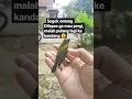 Download Lagu sogok ontong dilepas malahan balik lagi ke kandang