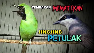 tembakan mematikan cucak ijo gacor jamtrok isian jingjing petulak
