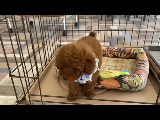 動画