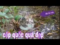 Download Lagu Bẫy Quốc Chinh Phục Cặp Chim Quốc Chạch Ré Quá Đẹp # SĂN BẮT ĐỒNG THÁP #
