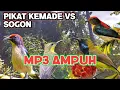 Download Lagu Mp3 pikat kemade ampuh kombinasi burung sogon di jamin poin kemade jantan