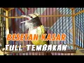 Download Lagu MASTERAN CUCAK JENGGOT GACOR MBESET KASAR COCOK UNTUK MURAI BATU