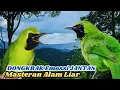 Download Lagu Masteran CUCAK IJO: Materi Ampuh buat Sang JUARA!