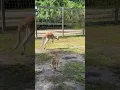 Download Lagu Kangaroo Jumping Around🦘#kangaroo #kangaroos #redkangaroo #wallabies #animal #animals #fyp