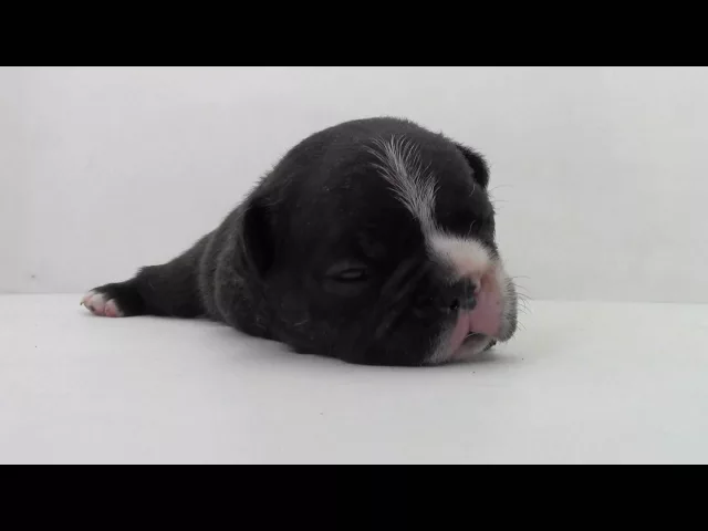 動画