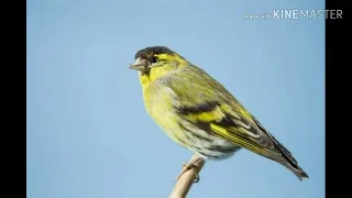 تغريد طائر النعار الأوروبي لصيد 