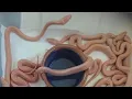 FNL Breakdown - How to Breed Olive Pythons