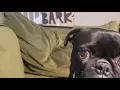 BarkBox December 2023 Theme Reveal and Unboxing