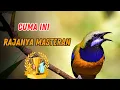 Download Lagu GAMPANG DITIRU‼️ Masteran Cucak Cungkok Tembakan KASAR PEDAS🔥